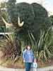 An elephant shrubbery at the San Diego Zoo
