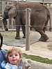 A real elephant at the San Diego Zoo